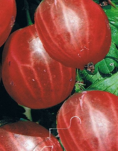 Stachelbeere - Ribes uva-crispa - Rolonda-R- beliebte, aromatische Sorte