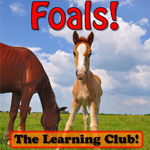 Download Foals! Learn About Foals And Learn To Read - The Learning Club! (45+ Photos of Foals)
