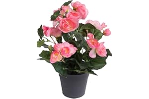 ‎BOTANIC-HAUS künstliche Begonie (Begonienbusch) mit 7 Stielen im schwarzen Kunststofftopf (hellpink)