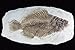 Produktbild Fisch Fossil Versteinerung Wandbehang Abguss