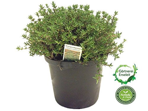 Orangenthymian, Orangen Thymian, Frische Kräuter Pflanze