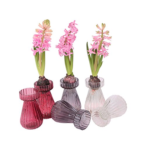 3er Set Glasvase Hyazinthenglas 14 cm Blumenvase Hyazinthen Tischvase Deko Vase Glas Windlicht Teelicht Kerzenglas (3er Set Klar) - 5