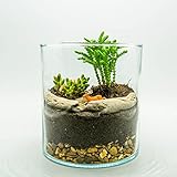 El kit de terrario contiene suficientes materiales para el cristal de arriba arriba. Ideal como terrario abierto en función de las plantas que utilice.
