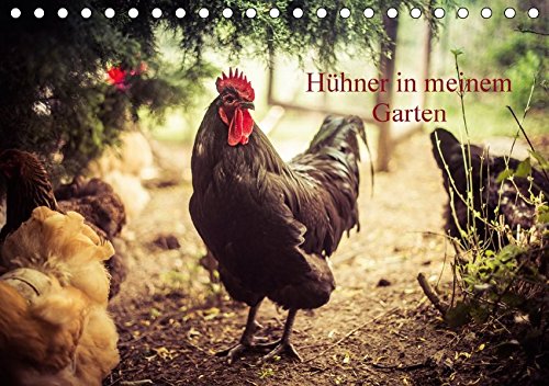 Preisvergleich Produktbild Hühner in meinem Garten (Tischkalender 2017 DIN A5 quer): professionelle Hühnerfotos (Monatskalender, 14 Seiten ) (CALVENDO Tiere)