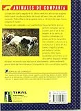 Image de Epagneul bretón y otros epagneuls continentales (Epagneul Breton)