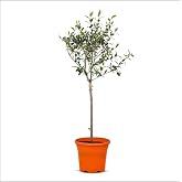 Tijli Zeytin Ağacı (80-100 Cm)