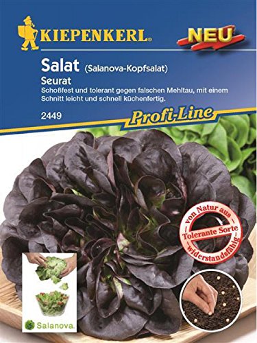 Salat (Salanova-Kopfsalat) Seurat resistent Pillensaat