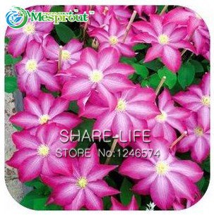 Clematis, Clematis-Blumen, Kletterpflanze Kletterpflanze Clematis Samen – 100 Stück Samen / bag - 2