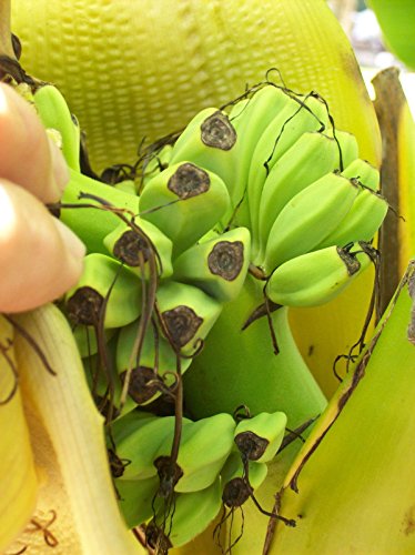 Mediterrano-Dünger Palmen-Dünger 3Kg ( pro Kg 8,16) Universal-Dünger Spezial-Dünger für tropische und mediterrane Palmenarten Bananen-Bäume-Pflanzen Oliven-Bäume Zitronen-Baum Hanf-Palmen Zitrus-Pflanzen Garten-Dünger - 5