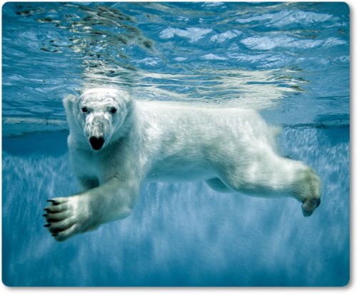 Mauspad / Mouse Pad aus Textil mit Rückseite aus Kautschuk rutschfest für alle Maustypen Motiv: Eisbär taucht nach Futter [02]