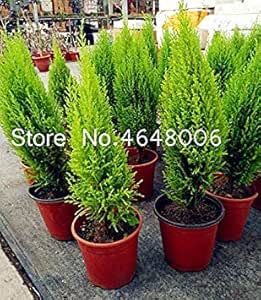 Bonsai 100 Pc Sacchetto Miniatura Pine Bonsai Coperta Woody Pianta Sempreverde Pino Pianta Perenne Per Miniature Decorazione Del Giardino 60 Pcs Pine Amazon It Casa E Cucina