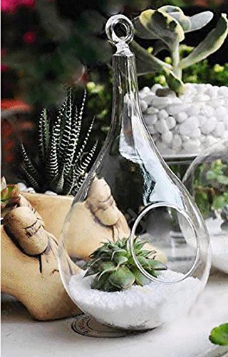 Gazechimp Transparent Kegelglas Wand Hängen Glas Vase Für Pflanzen Blumen Wohnzimmer Wand Dekor