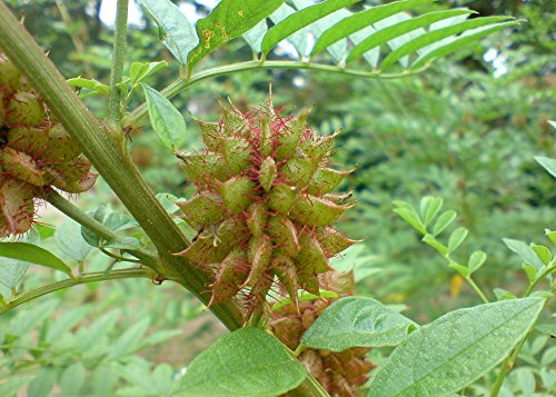 SAFLAX – Kräuter – Süßholz / Lakritze – 30 Samen – Mit Substrat – Glycyrrhiza glabra - 9