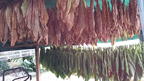 3000 Tabak Samen Virginia – Burley Mischung 100% Bio Ernte 2016 Tabakpflanzen - 4