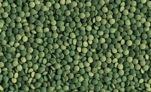 Tetra Pleco Tablets (Grünfutter-Tabletten mit hohem Anteil an Spirulina-Algen, Hauptfutter für alle pflanzenfressenden Bodenfische und scheuen Zierfische), 275 Tabletten Dose - 3