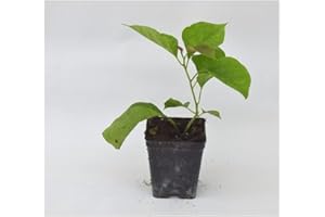 MONDOPIANTE Piante di Bouganvillea (Kit da 3 piante) Vaso 7cm