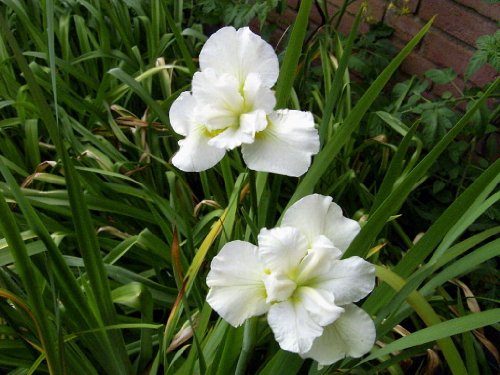 Schneekönigin Sumpfschwertlilie / Iris sibirica Snowqueen im 9×9 cm Topf - 2