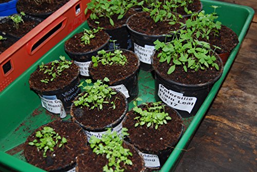 70 L Kokosblumenerde Quellerde – torffreie Blumenerde – für den Innen- und Außenbereich – sehr ergiebige Pflanzerde – torffrei und ungedüngt – 5 kg Kokos Brikett – Pflanzerde für Obst, Gemüse, Zierpflanzen und Exoten – fein – - 7