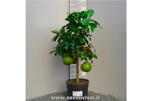 SAVINI VIVAI L'ARTE DI FARE NATURA SAVINI VIVAI Pamplemousse, Pamplemousse Rose Agrume en Pot de 20 cm Hauteur 70 cm 2-3 Ans de Greffage, Fabriqué en Italie
