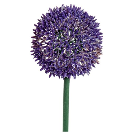 Preisvergleich Produktbild Allium lavendel 68cm