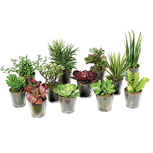 Preisvergleich Produktbild Sukkulente im Glas 8 cm sortie