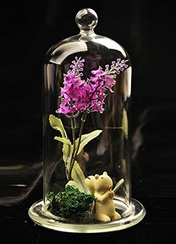 20 cm Glass Dome with Base, Alchemist, Elegant Beautiful Decoration