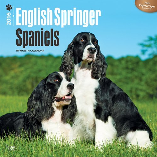 English Springer Spaniels 2016 Square 12x12 (Multilingual Edition) by Browntrout Publishers (2015-07-15)