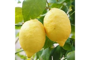 Saterkali Semi di albero di limone, 20 pezzi semi di frutta albero di limone pianta ornamentale giardino cortile fattoria decorazione bonsai Semi Di Limone