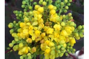 Tree Seeds Online - Mahonia Aquafolium-Oregon Grape. 25 Seeds - 1 Packs