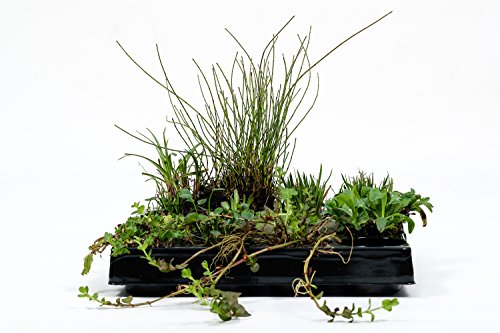 Pflanzinsel inkl. 15 winterharten Teich-Pflanzen, rund, 60 cm – schwimmende Teichinsel mit Teichbepflanzung – Algen reduzieren in Koi-Teich durch Schwimmpflanzen auf Pflanzeninsel - 7