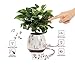 Produktbild Musik Blumentopf, Wireless Bluetooth-Lautsprecher, LED Licht Smart Touch Musik Blumentopf von Multicolor Nachtlicht, Play Piano Musik auf eine reale Anlage mit bunten LED-Leuchten