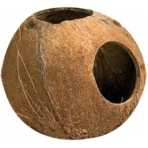 Kokosnusshöhle Maui 12 x 13 cm