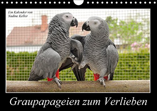 Graupapageien zum Verlieben (Wandkalender 2017 DIN A4 quer): Lebendige Fotos von wunderschönen Graupapageien (Monatskalender, 14 Seiten ) (CALVENDO Tiere)