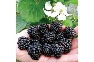 Mora More senza spine "Rubus fruticosus" frutti di bosco pianta in vaso 1 litro Vivaio di Castelletto