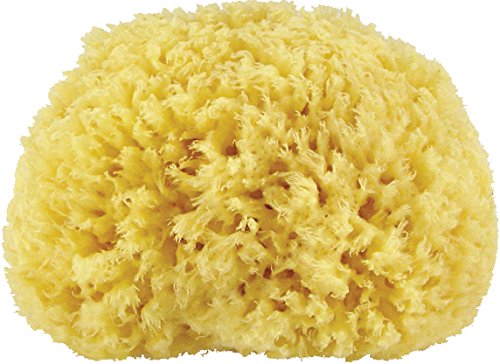 Premium Quality Natural Sea Sponge (Approx. Diameter 14.5cm)