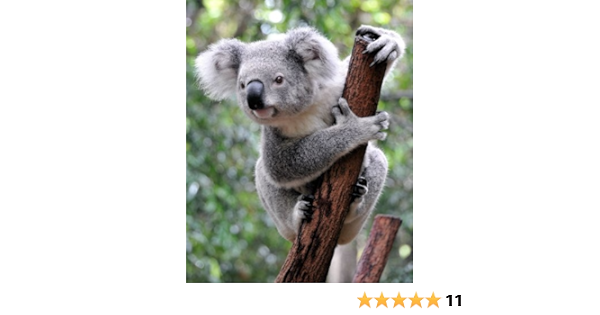 Post Card With Animal Animals From Delightful Koala Bear Australia Amazon De Stationery Office Supplies