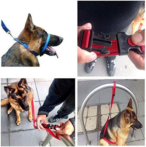 Canny Collar Blue with matching 25mm Connect lead (7)