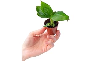 PLNTS - Baby Musa Dwarf (Bananepflanze) - Zimmerpflanze - Zimmerpflanzen, Pflanzen Echt, Nachhaltige Verpackung -2cm Stecklinge - Höhe 15cm - Direkt von der Gärtnerei