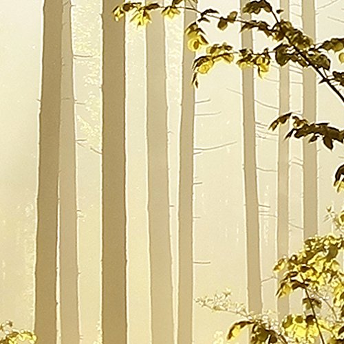 Fototapete Wald grün 350×245 cm XXL !  PREMIUM VLIES TAPETE – PROFI QUALITÄT (Keine Papiertapete, keine Blasenbildung) – Top moderne Wanddeko – Fototapete 3D Illusion – Riesen Wandbild – Top Design Tapete – Neue exklusvie Edition mit noch besser Druckauflösung – Deutsches Premium Vlies (Kein Import Vlies oder PVC), Schlafzimmer, Wohnzimmer, Kinderzimmer geeignet | modern Fototapeten Wandtapete Landschaft Baum Bäume Natur FOB0238a73XL - 6