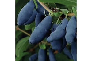 BAUMSCHULE WEDROWSKI W Baie du Kamtchatka Honeybee 1L - Plante de Jardin, Arbres fruitiers - la Décoration Parfaite pour Votre Propriété - Pour les Débutants et les Jardiniers Professionnels