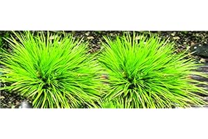 PONDPLANTSUK 2 x Marginal Plants - Including a pot and compost - Live Water Plant Aquatic Pond Lake Marginal (Acorus gramineus 'Pusillus')