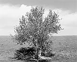 Image de Robert Adams: Perfect Places, Perfect Company