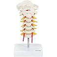 Axis Scientific Cervical Spine Model with Spinal Nerves and Arteries | Vertebrae Model Shows Bony Landmarks of The Cervical Spine and Has Occipital Bone | Comes on Base | 3-Year Warranty