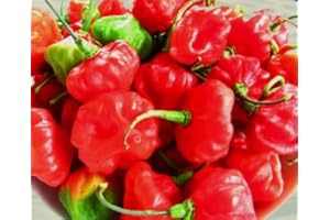 SVI Cachucha ají dulce cubano chile dulce cubano de semillas español cocinero 100 semillas