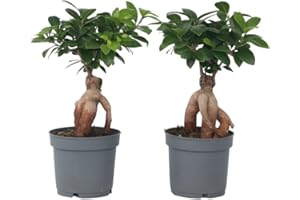 Plant in a Box - Bonsaï Ficus Ginseng - Set de 2 - Plante d'intérieur - Pot 12cm - Hauteur 30-40cm