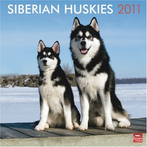 Siberian Huskies 2011 Square 12X12 Wall Calendar (Multilingual Edition) by BrownTrout Publishers Inc (2010-08-01)