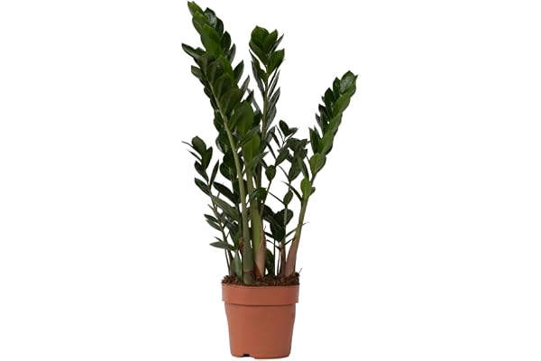 Plant in a Box - Zamioculcas Zamiifolia - Plante ZZ - Plante d'intérieur verte très facile d'entretien - Feuilles pennées brillantes - Véritable plante verte - Pot 17cm - Hauteur 55-65cm