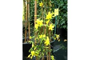 Jasminum nudiflorum 60 cm, 2 L Topf – Winterhart, Mehrjährig, Pflegeleicht – Winterjasmin – Kletterstrauch für Rankhilfe & Mauerbegrünung