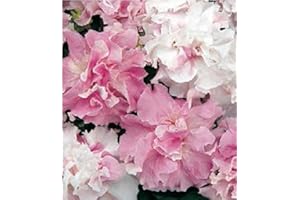 JUST SEED JustSeed - Flower - Petunia - Double Pirouette Orchid Mist - 30 Pelleted Seeds