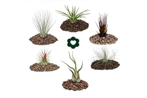 Exotenherz 6 verschiedene Tillandsien im Set